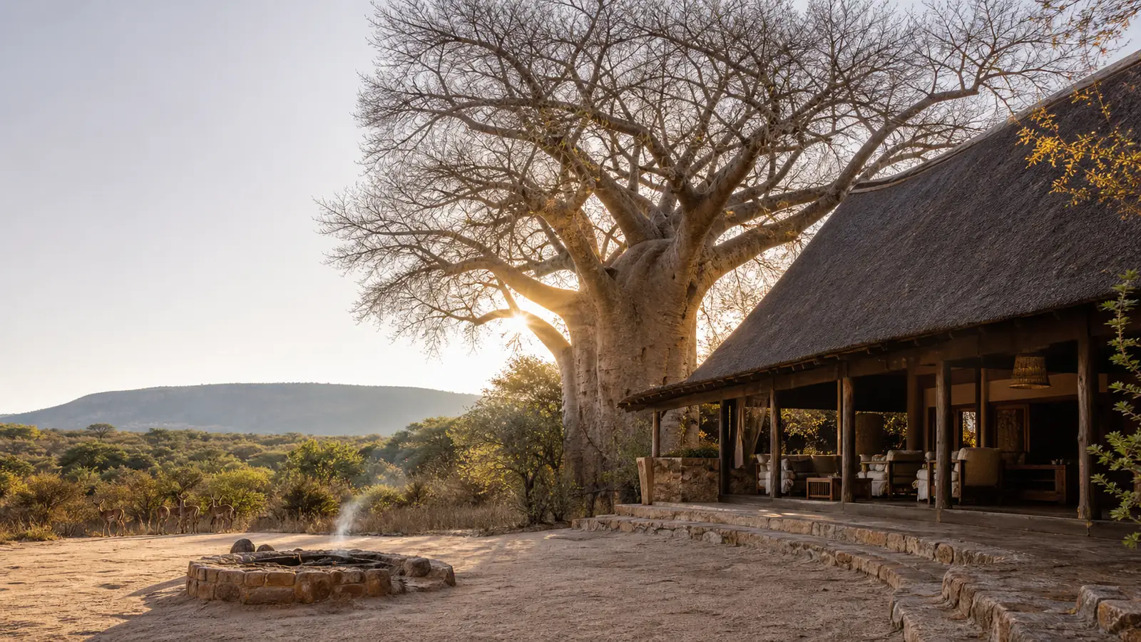 A baobab towering over a thatched cottage in the Limpopo bushveld